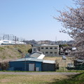 写真: 桜と651系（江戸川にて。）