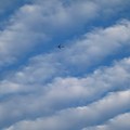 いわし雲の空を行く飛行機＾＾