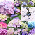 紫陽花Collection♪