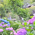 写真: ６月の紫陽花