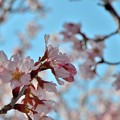 Photos: 桜２