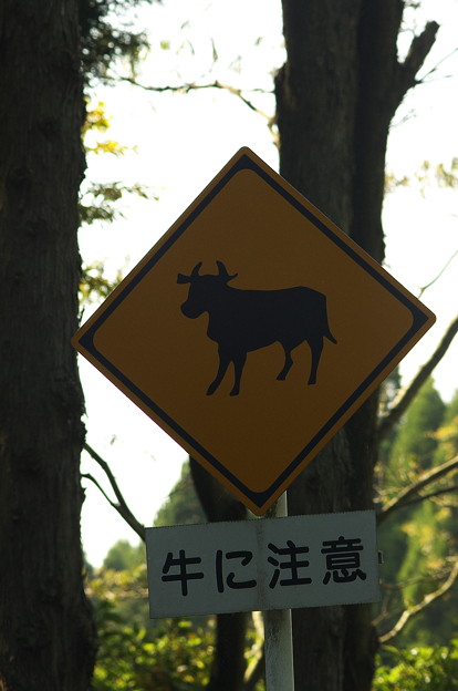 牛に注意！