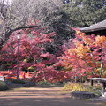 写真: 川越喜多院お庭紅葉