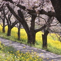 写真: 桜堤公園菜の花