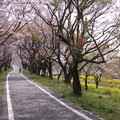 桜堤公園自転車道