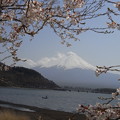 河口湖　富士と桜