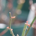 写真: ミニバラの芽動きは早い