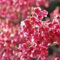 写真: カンヒザクラ花盛り