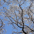 写真: 小さな公園の桜１
