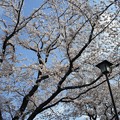 写真: 小さな公園の桜２