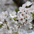 写真: 桜の花色の変化