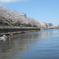 カヌーで桜を楽しむ人たち
