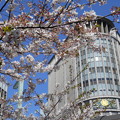 日本橋三越と桜