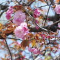 写真: 八重桜開花