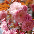 写真: 八重桜開花と開き始め