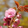 写真: 八重桜開花美味しそう
