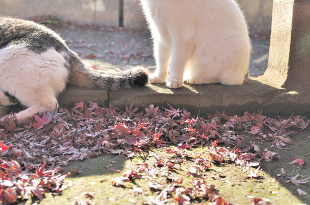 写真: Autumn Cat