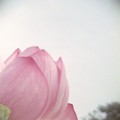 写真: Pink Lotus Flower