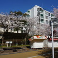 写真: 【さくら満開 写真】西公園 桜 福岡 2014年3月28日撮影 (3)