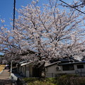 写真: 【さくら満開 写真】西公園 桜 福岡 2014年3月28日撮影 (6)