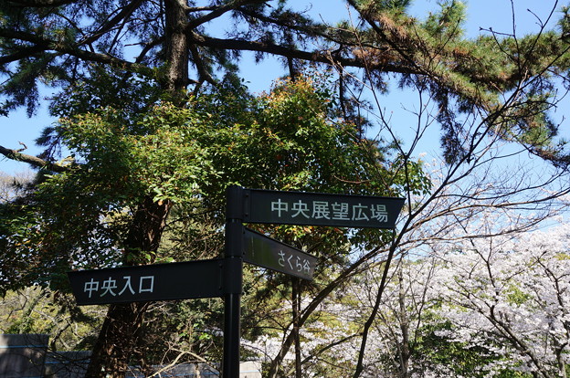 【さくら満開 写真】西公園 桜 福岡 2014年3月28日撮影 (24)