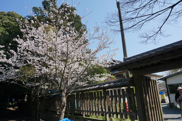 【さくら満開 写真】西公園 桜 福岡 2014年3月28日撮影 (48)
