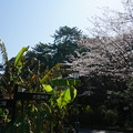 写真: 【さくら満開 写真】西公園 桜 福岡 2014年3月28日撮影 (54)