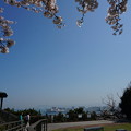 写真: 【さくら満開 写真】西公園 桜 福岡 2014年3月28日撮影 (59)