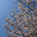 写真: 【さくら満開 写真】西公園 桜 福岡 2014年3月28日撮影 (60)