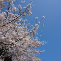 写真: 【さくら満開 写真】西公園 桜 福岡 2014年3月28日撮影 (62)