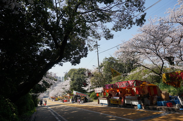写真: 【さくら満開 写真】西公園 桜 福岡 2014年3月28日撮影 (80)