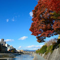 写真: 秋の鴨川