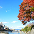 写真: 秋の鴨川