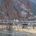 写真: 枝垂桜と渡月橋