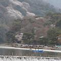 写真: 桜の嵐山