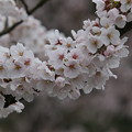 写真: 枝一杯の桜