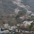 桜満開の嵐山