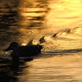 写真: 黄金色の水面を進むカルガモ
