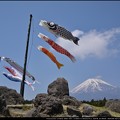 写真: 富士山のふもとで泳ぐ鯉のぼり