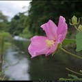 写真: 川辺に咲く芙蓉