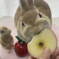 写真: キティちゃん「りんご大好き」