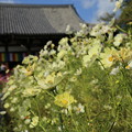 奈良　般若寺と黄色いコスモス