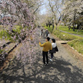 写真: 山口県山口市徳佐のしだれ桜