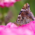 蝶と紫陽花２