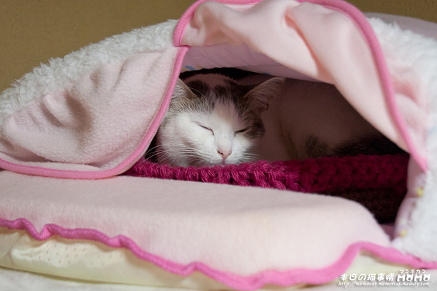 あったか保温ベッドのなかの猫 - マンチカンももちゃん