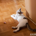 写真: 遊び疲れて廊下で一休み - マンチカンももちゃん猫写真