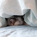 布団の中で寝る猫  - マンチカンももちゃん猫写真