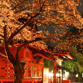 写真: 夜桜参り