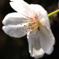 写真: 桜一輪
