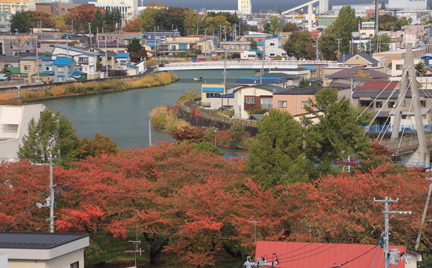 Photos: 上から見た桜の紅葉00-12.11.02